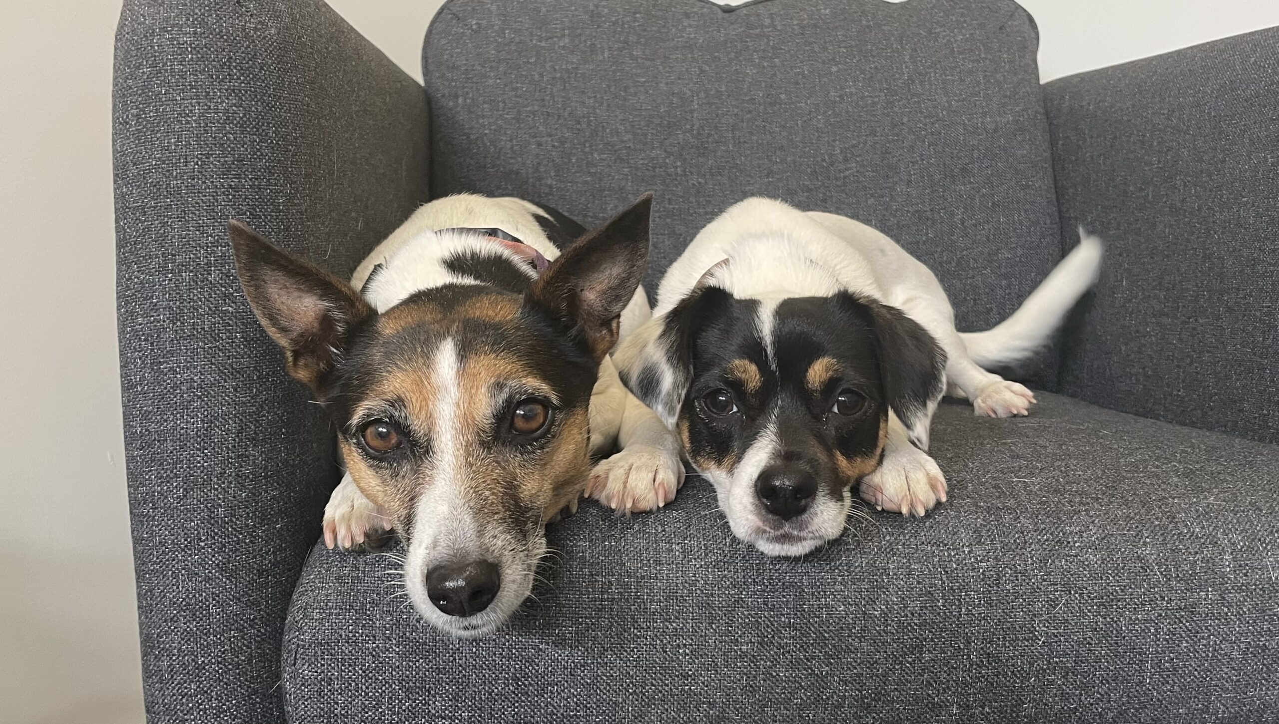 skip and pogo